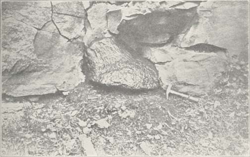 One of the Gilboa Fossil Tree Trunks in Place.